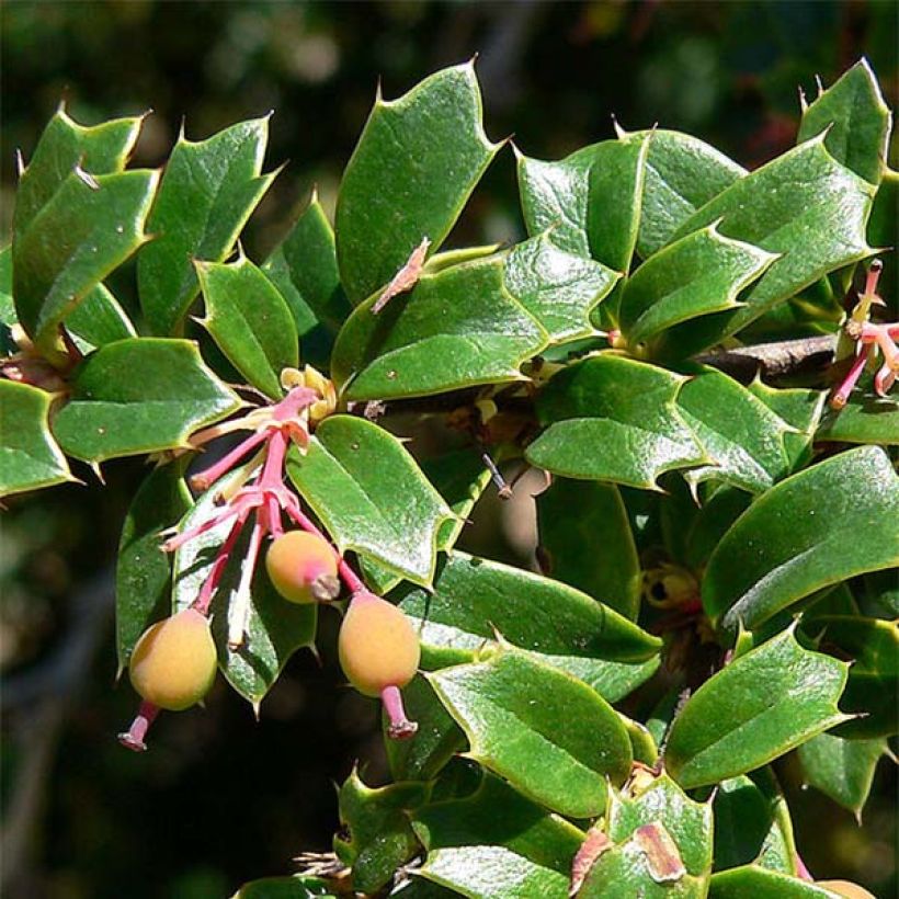 Berberis darwinii - Agracejo (Follaje)