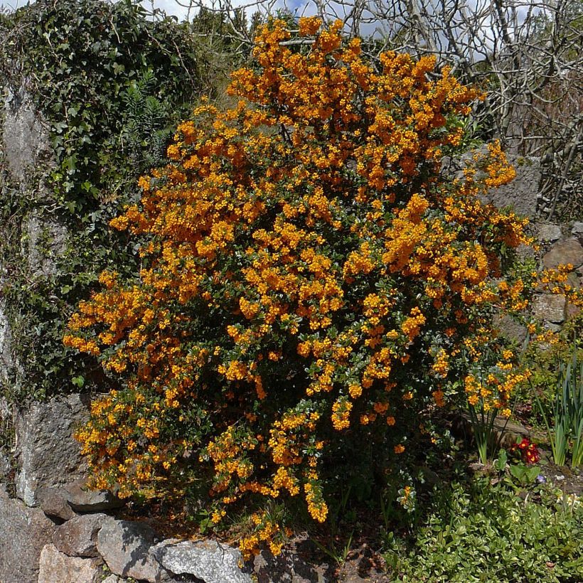 Berberis darwinii - Agracejo (Porte)