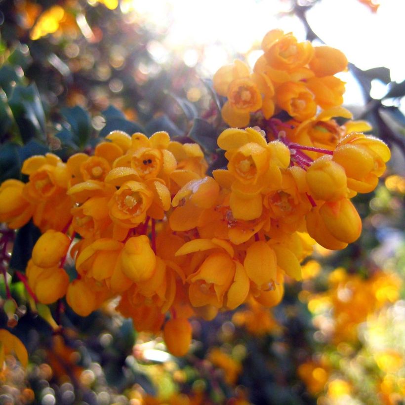 Berberis darwinii Compacta - Agracejo (Floración)