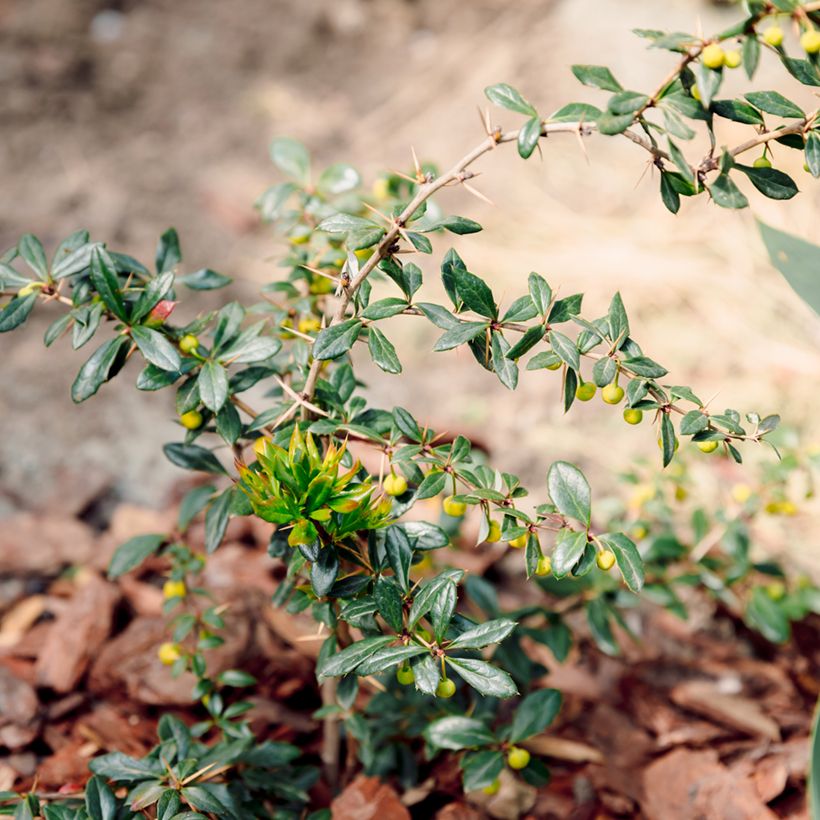 Berberis darwinii Compacta - Agracejo (Porte)