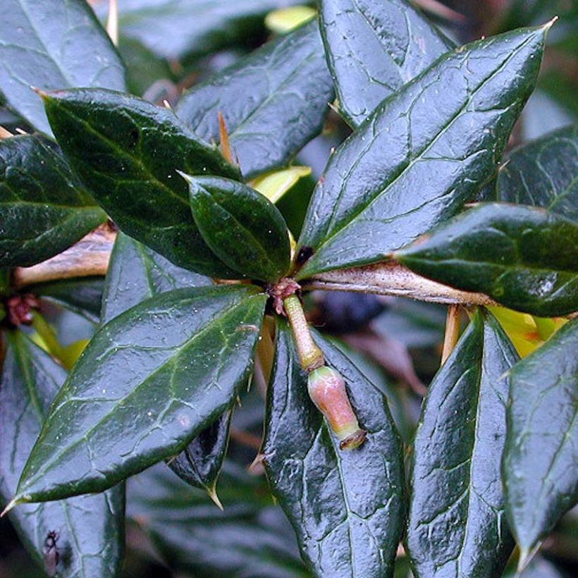 Berberis frikartii Amstelveen - Agracejo (Follaje)