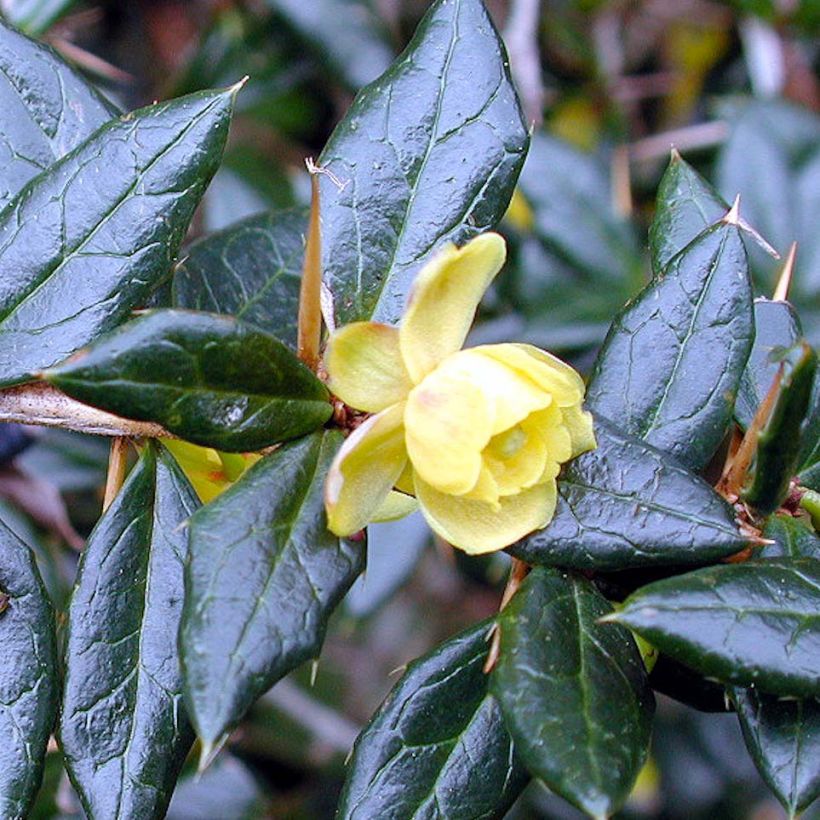 Berberis frikartii Amstelveen - Agracejo (Floración)