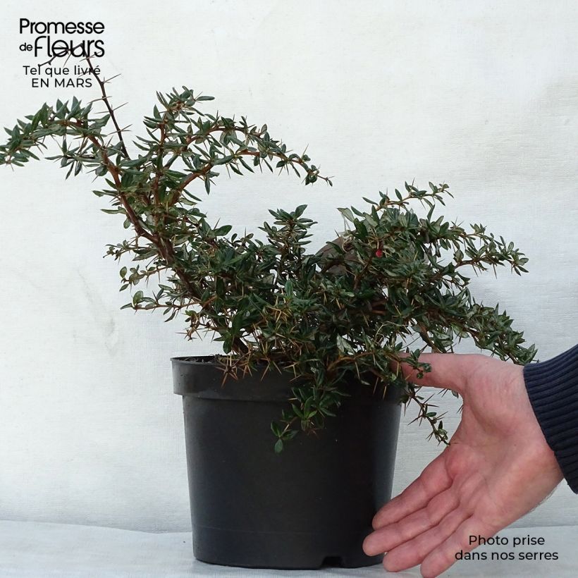 Berberis hybrido-gagnepainii Chenaultii - Épine-vinette Pot de 2L/3L Ejemplar entregado en la primavera