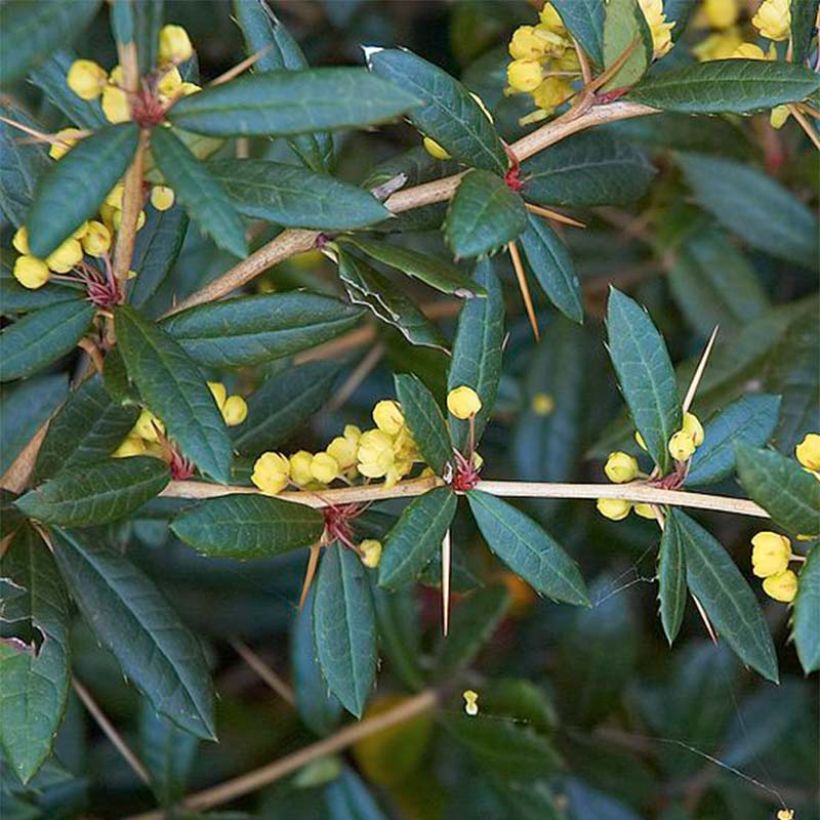 Agracejo chino - Berberis julianae (Follaje)