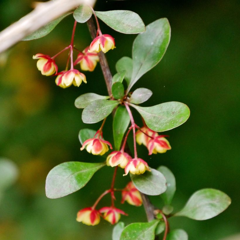 Berberis koreana - Epine-vinette de Corée (Floración)