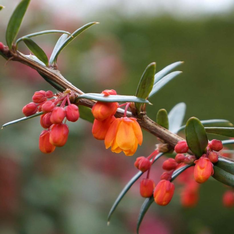 Agracejo - Berberis linearifolia Orange King - Agracejo (Floración)