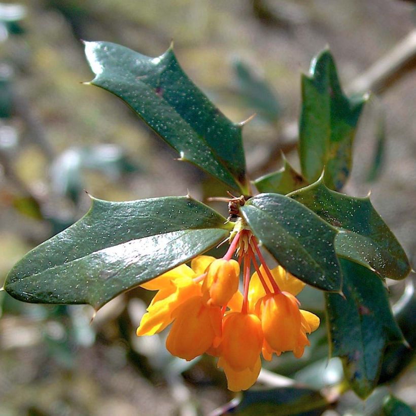 Agracejo - Berberis lologensis Apricot Queen - Agracejo (Follaje)