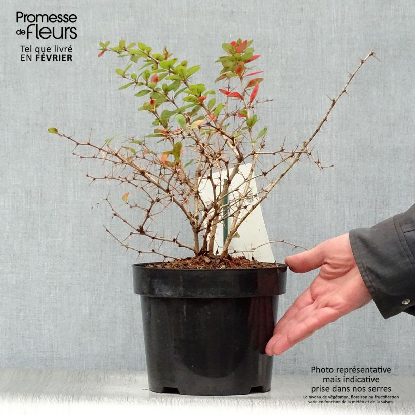 Berberis media Dual Jewel 30/40cm en pot de 3L. - Epine vinette Ejemplar entregado en invierno