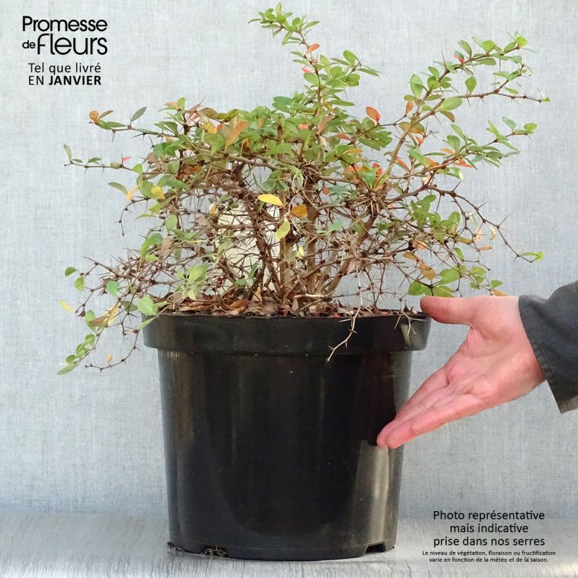 Berberis media Dual Jewel en pot de 10L.- Epine vinette Ejemplar entregado en invierno