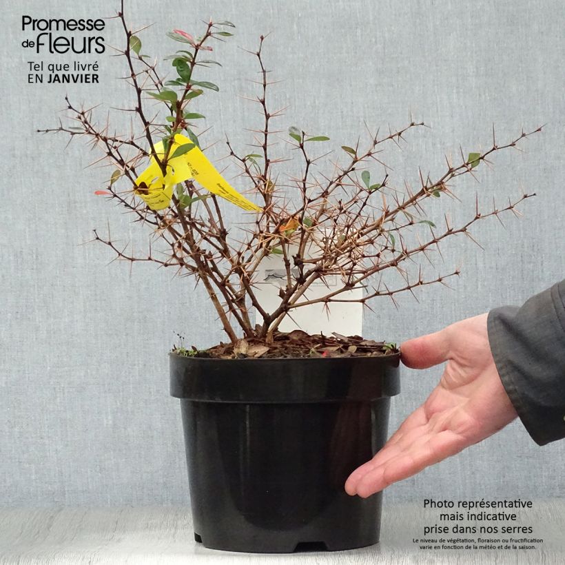 Berberis media Red Jewel - Epine-vinette Pot de 3L/4L Ejemplar entregado en invierno