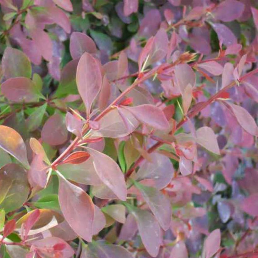 Agracejo - Berberis ottawensis Auricoma (Follaje)