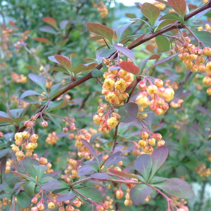 Agracejo - Berberis ottawensis Auricoma (Floración)