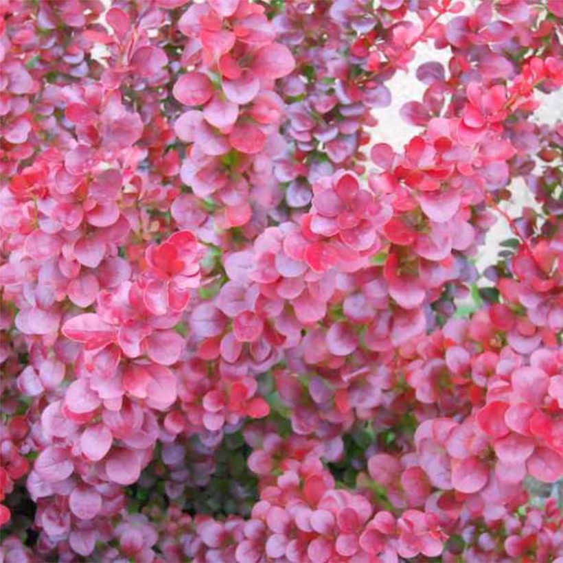 Agracejo - Berberis ottawensis Superba (Follaje)