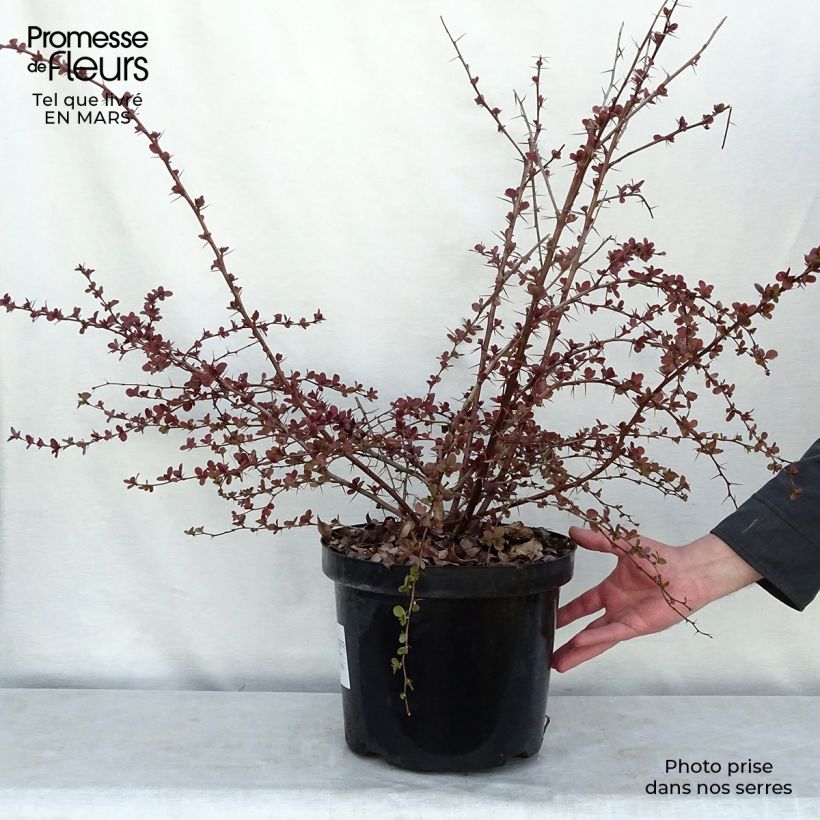 Berberis ottawensis Superba - Epine-vinette livré en pot de 7,5L/10L Ejemplar entregado en invierno