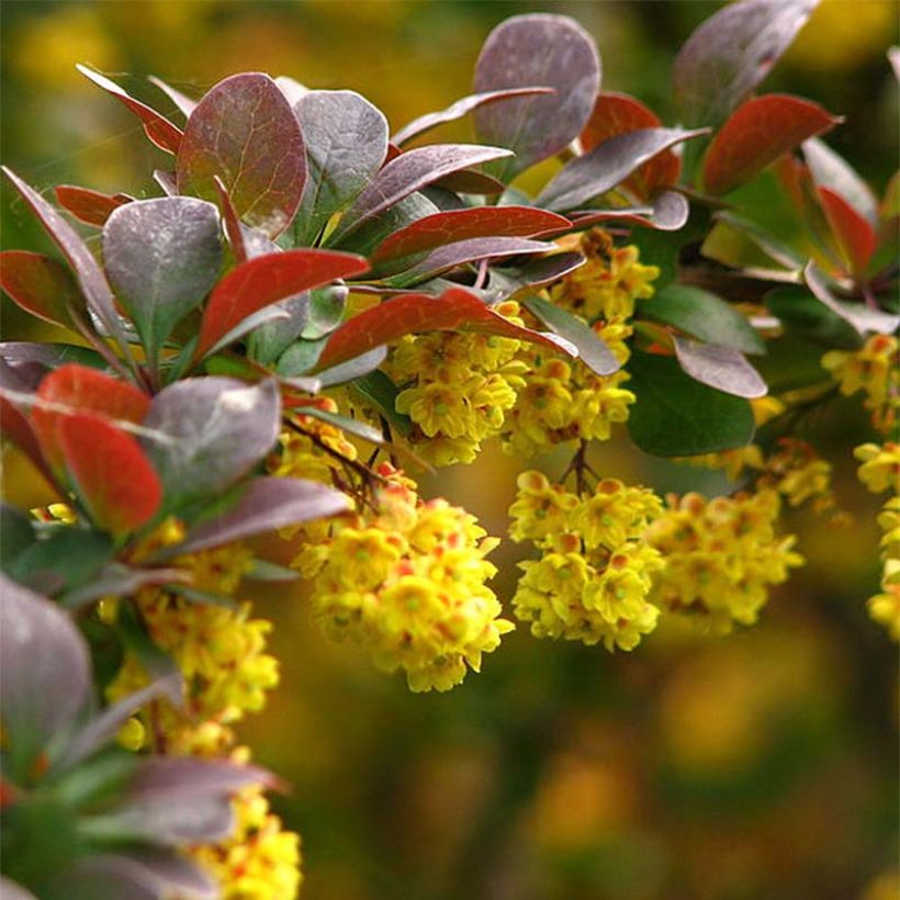 Agracejo japonés - Berberis thunbergii (Floración)