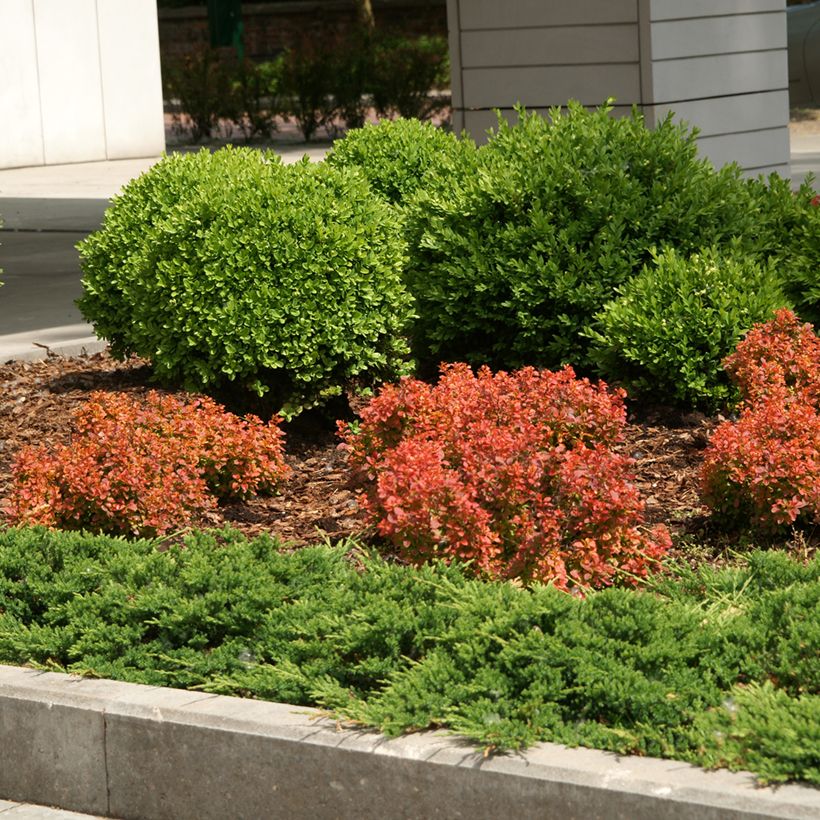 Agracejo rojo - Berberis thunbergii Admiration (Porte)