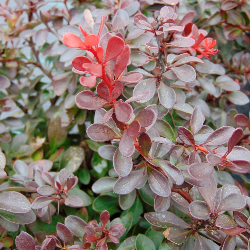 Agracejo rojo - Berberis thunbergii Atropurpurea Nana (Follaje)