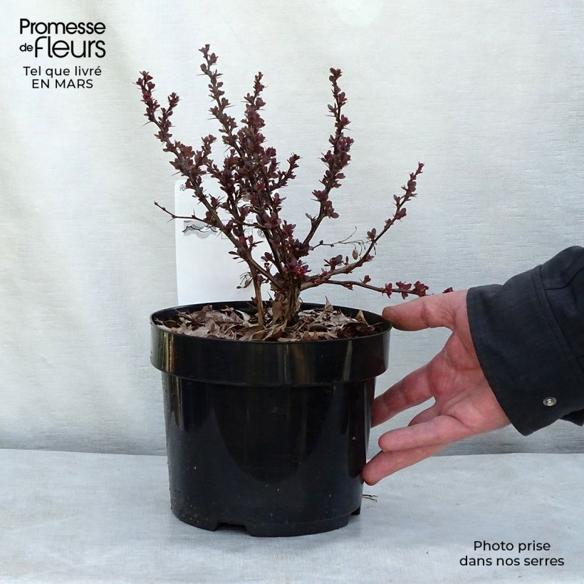 Berberis thunbergii Atropurpurea Nana - Epine-vinette Pot de 2L/3L Ejemplar entregado en invierno