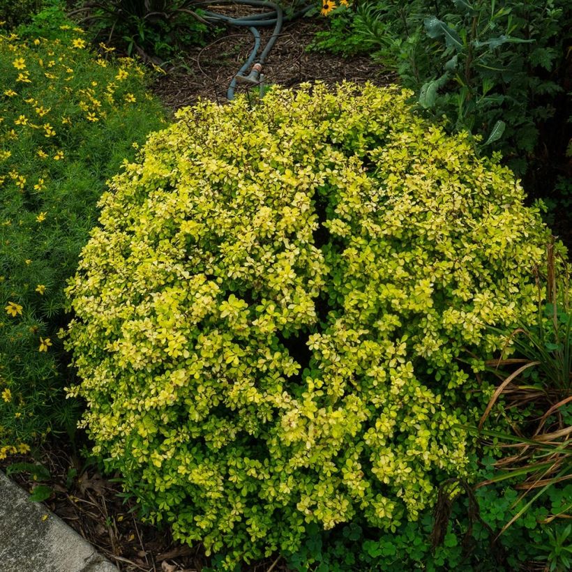 Agracejo japonés - Berberis thunbergii Bonanza Gold (Porte)