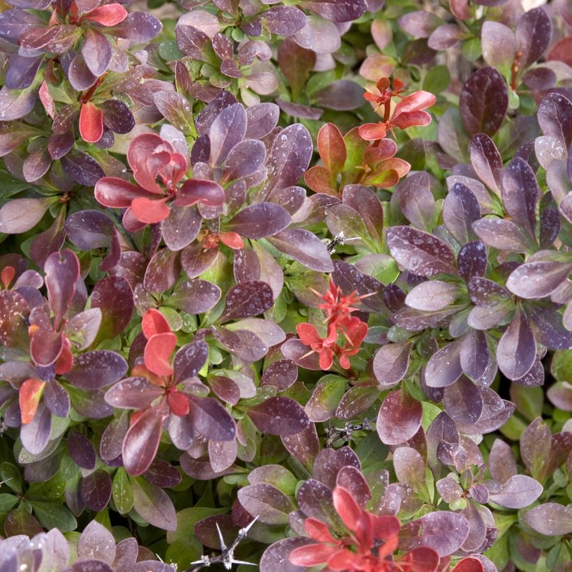 Berberis thunbergii Cabernet - Epine-vinette (Follaje)