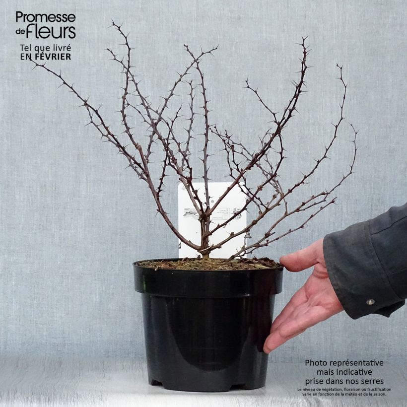 Berberis thunbergii Dart's Red Lady - Épine-vinette Pot de 2L/3L Ejemplar entregado en invierno