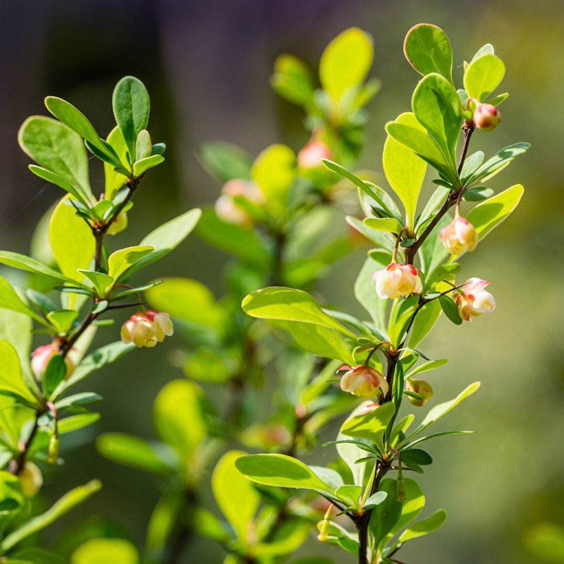 Agracejo japonés - Berberis thunbergii Erecta (Floración)