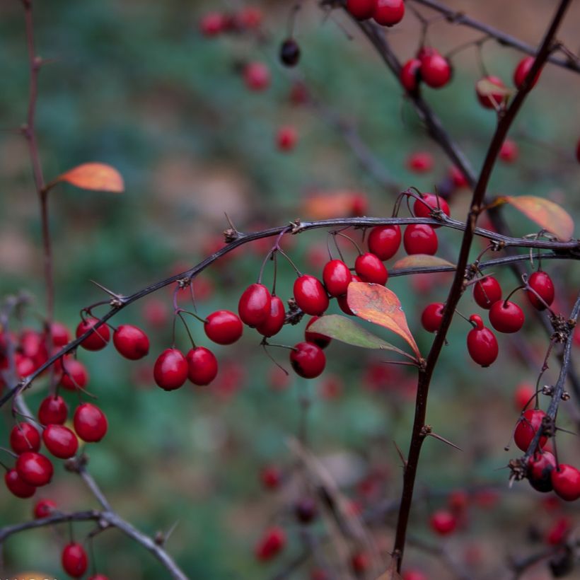 Agracejo japonés - Berberis thunbergii Fireball (Cosecha)