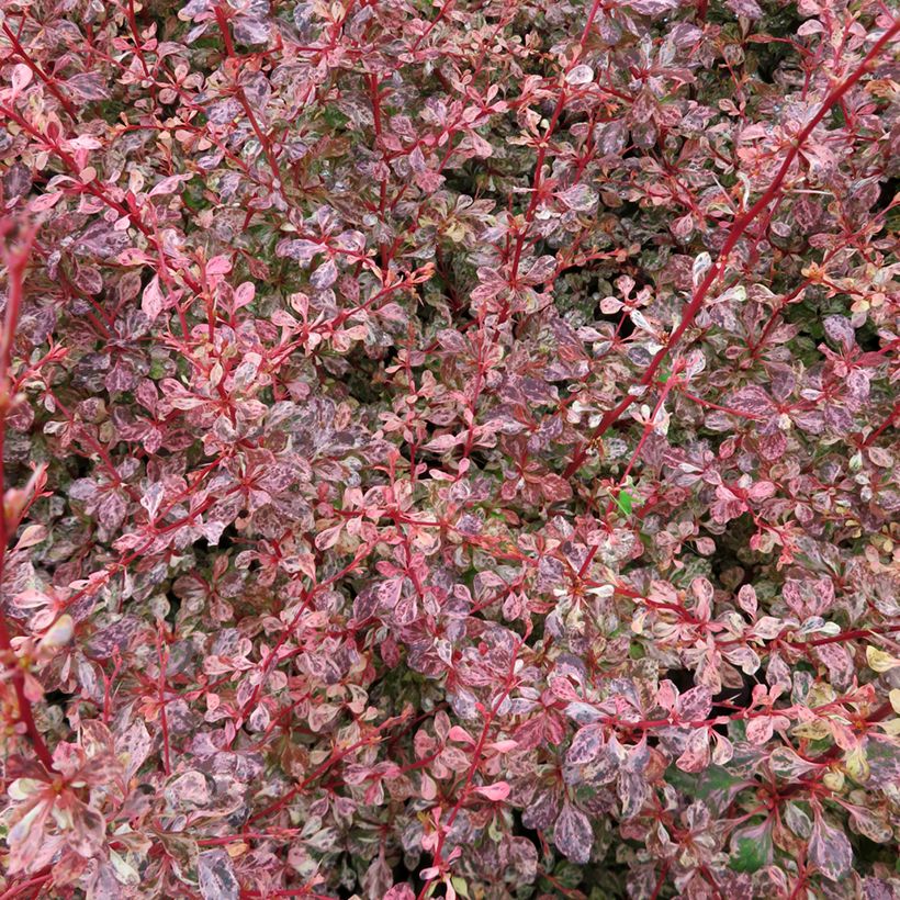 Agracejo japonés - Berberis thunbergii Flamingo (Follaje)