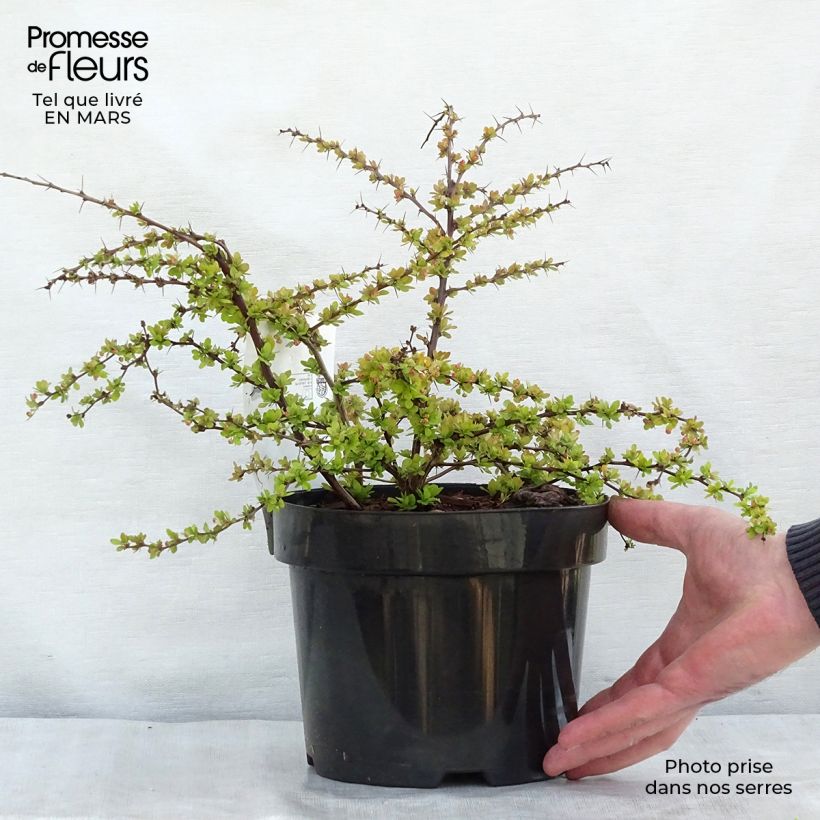 Agracejo japonés - Berberis thunbergii Golden Carpet Maceta 3L/4LAltura de entrega aprox. 20/40cm Ejemplar entregado en la primavera