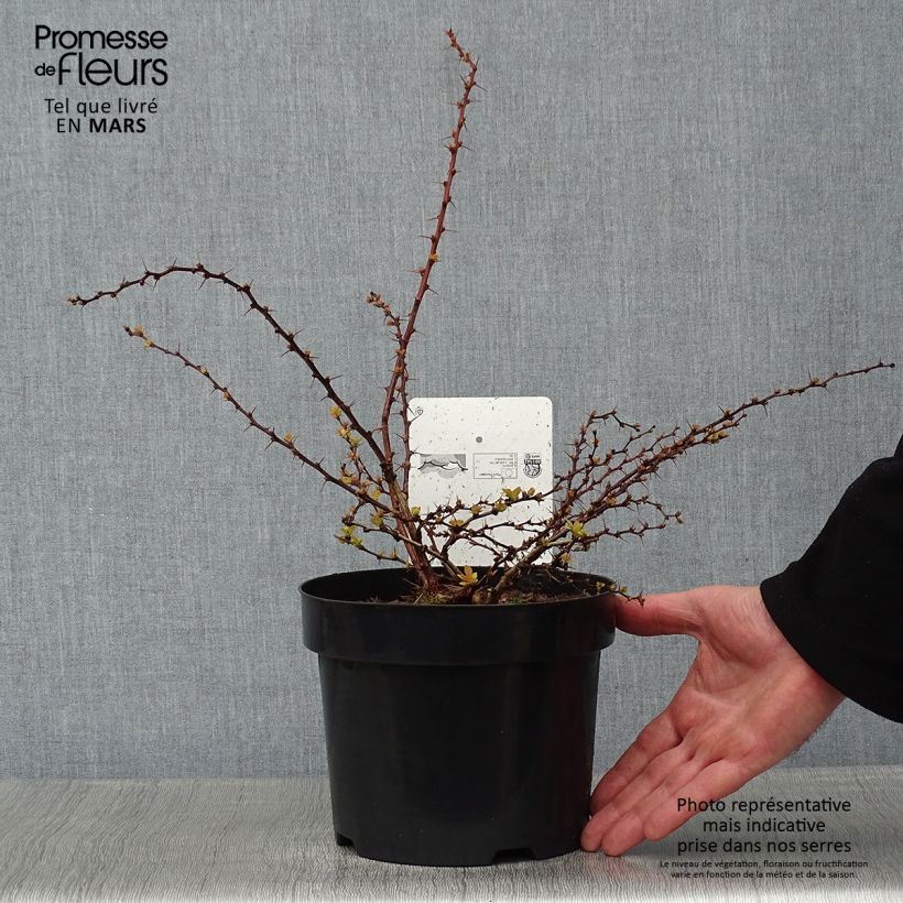 Berberis thunbergii Golden Carpet - Epine-vinette Pot de 3L/4L Ejemplar entregado en invierno