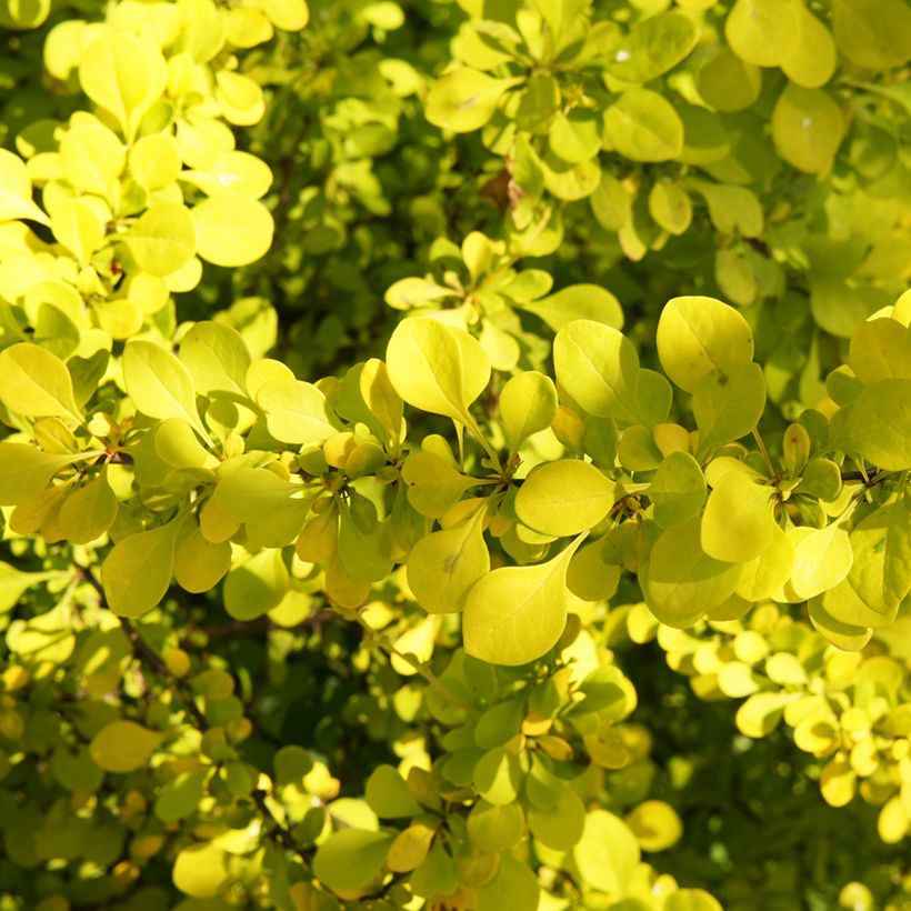 Agracejo japonés - Berberis thunbergii Golden Carpet (Follaje)