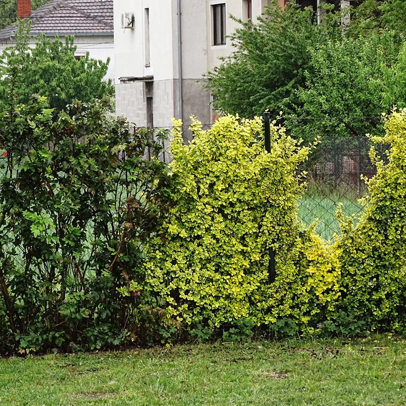 Agracejo japonés - Berberis thunbergii Golden Dream (Porte)