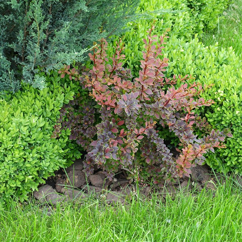 Agracejo japonés - Berberis thunbergii Golden Ring (Porte)