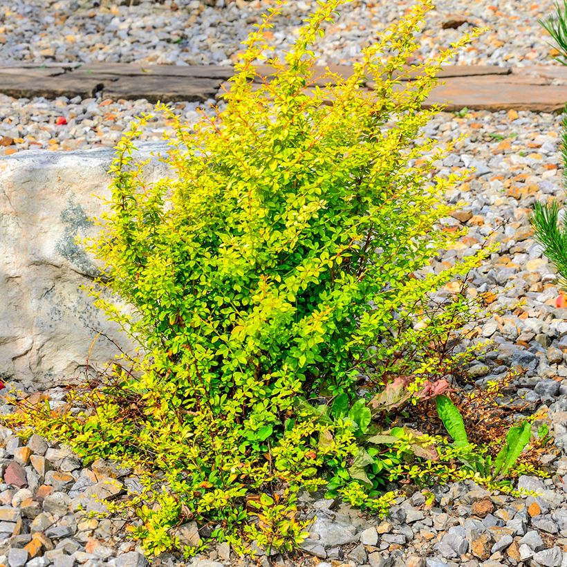 Agracejo japonés - Berberis thunbergii Golden Rocket (Porte)