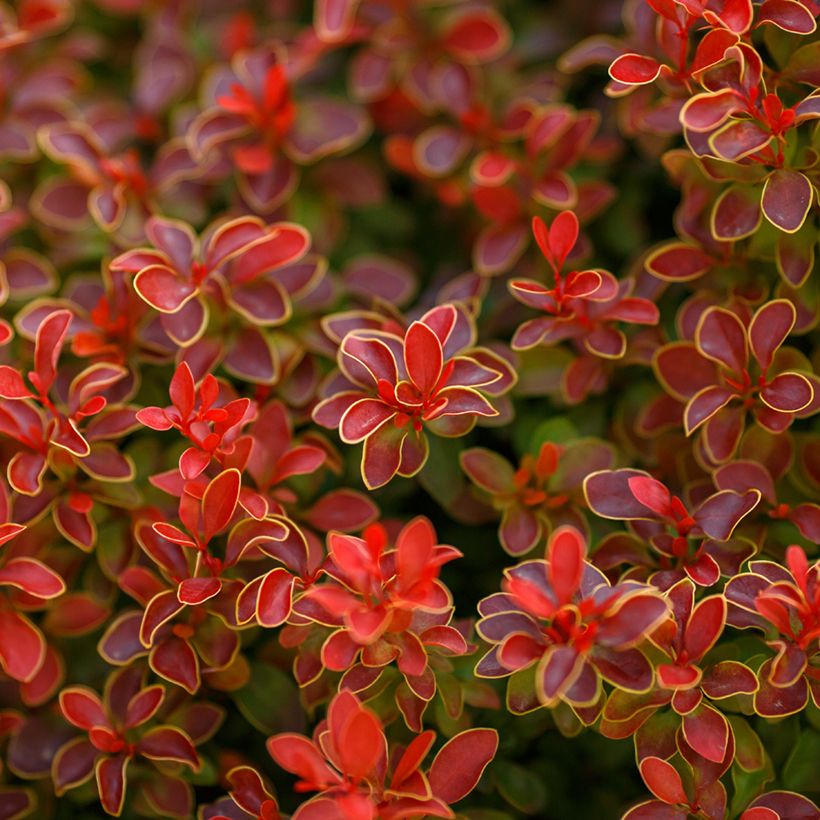 Agracejo japonés - Berberis thunbergii Golden Ruby (Follaje)