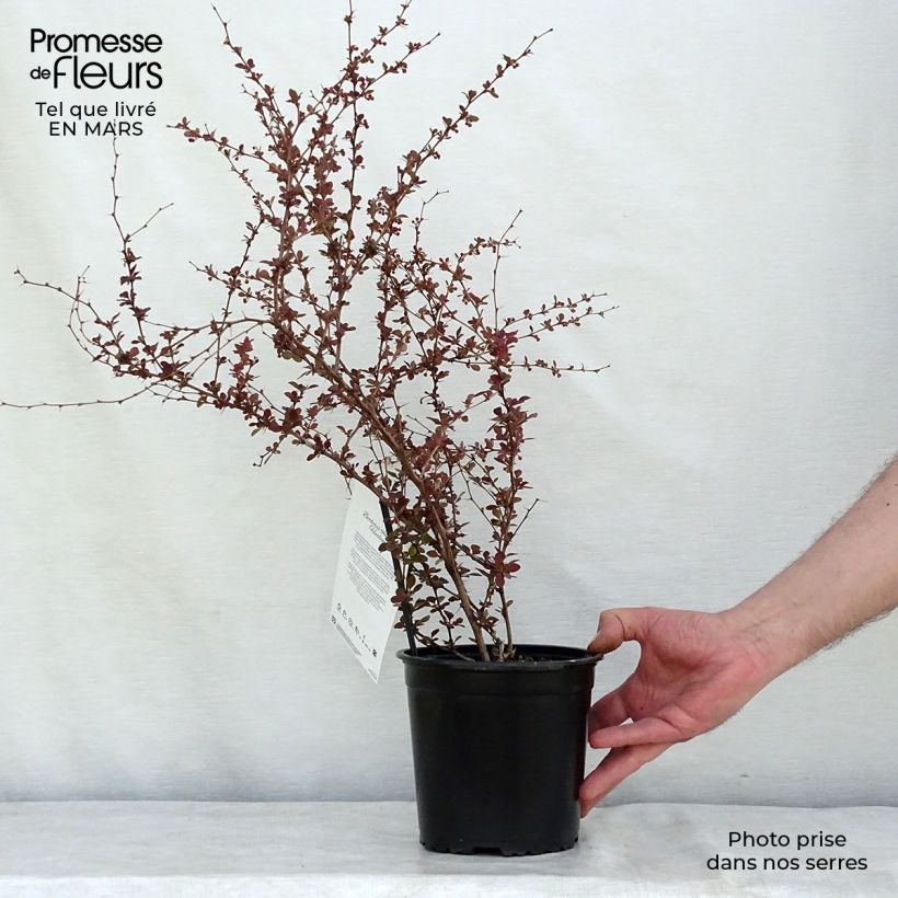 Berberis thunbergii Harlequin - Epine-vinette Pot de 2L/3L Ejemplar entregado en invierno