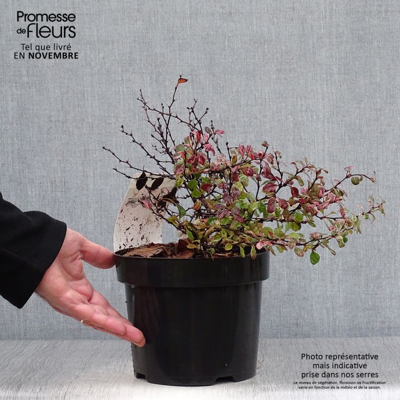 Ejemplar de Berberis thunbergii Inspiration - Épine-vinette Pot de 2L/3L entregado en otoño