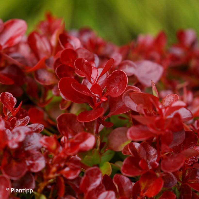 Agracejo japonés - Berberis thunbergii Lutin Rouge (Follaje)