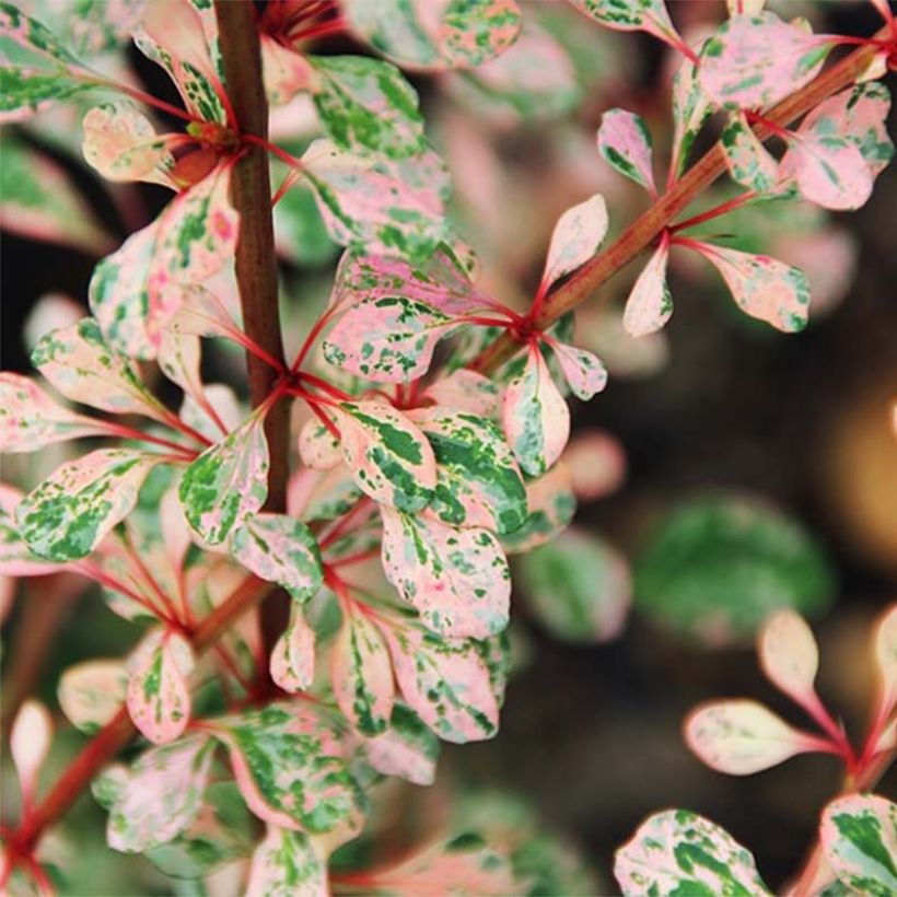 Agracejo japonés - Berberis thunbergii Natasza (Follaje)