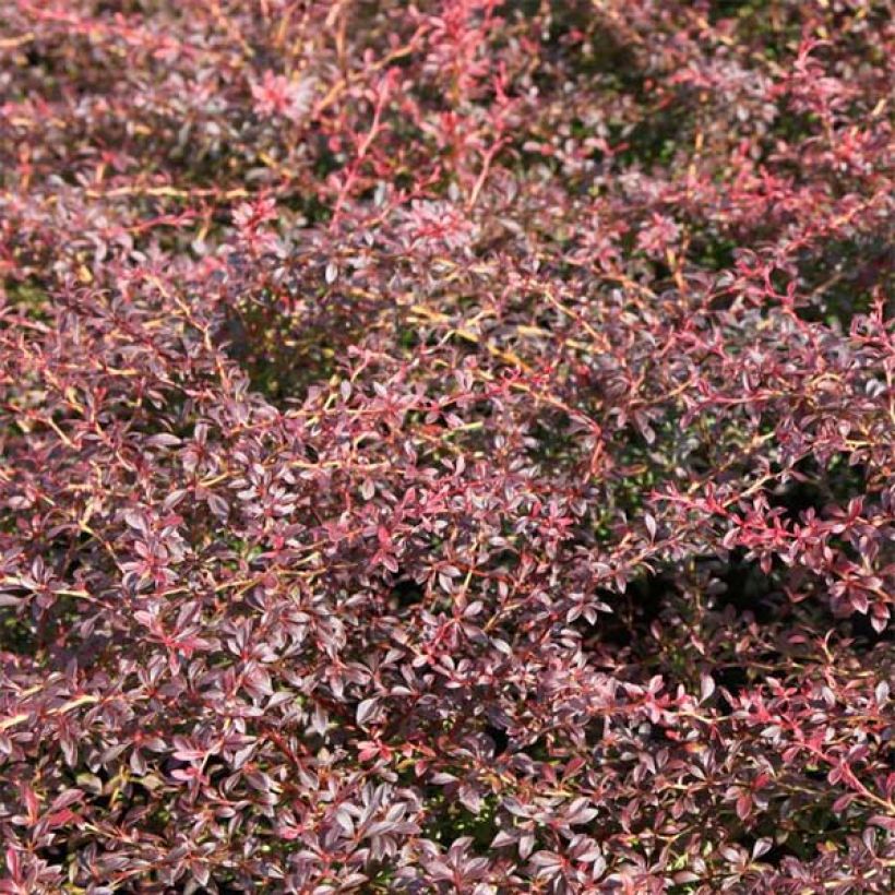 Agracejo japonés - Berberis thunbergii Orange Dream (Follaje)