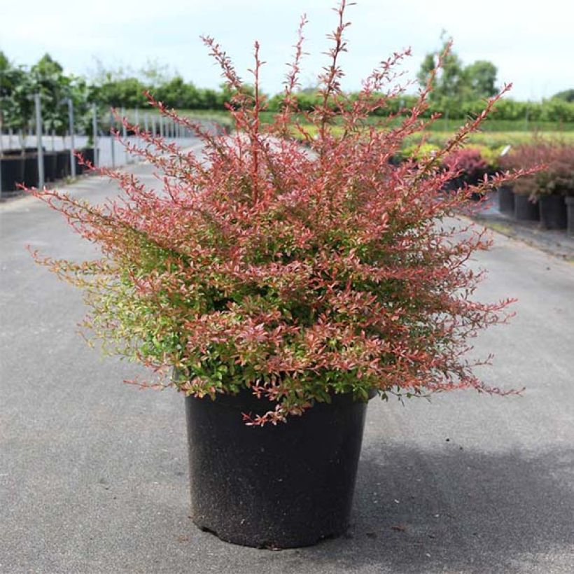 Agracejo japonés - Berberis thunbergii Orange Dream (Porte)