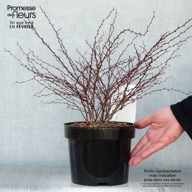 Berberis thunbergii Orange Dream Pot de 2L/3L Ejemplar entregado en invierno