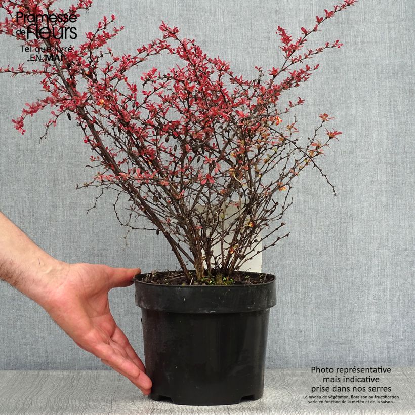 Agracejo japonés - Berberis thunbergii Orange Dream Maceta 2L/3LAltura de entrega aprox. 30/40cm Ejemplar entregado en la primavera