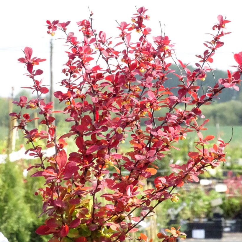 Agracejo japonés - Berberis thunbergii Orange Rocket (Porte)