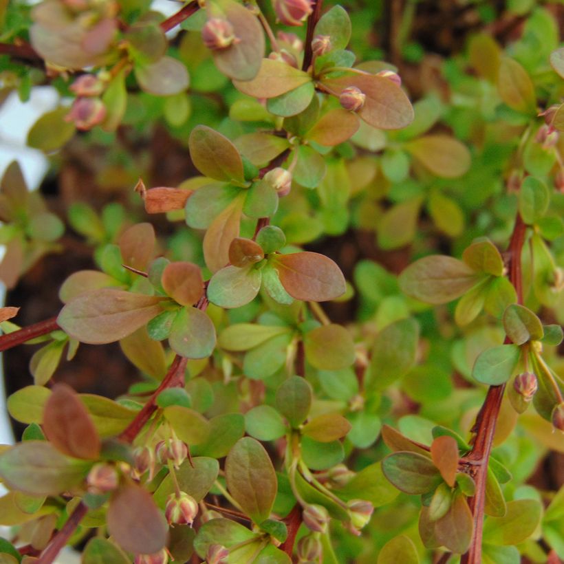 Agracejo japonés - Berberis thunbergii Red Dream (Follaje)