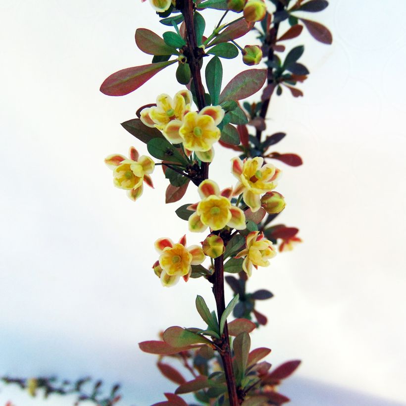 Agracejo japonés - Berberis thunbergii Red Dream (Floración)