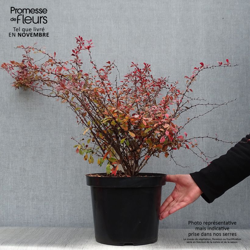 Ejemplar de Berberis thunbergii Rosy Glow en pot de 10L entregado en otoño