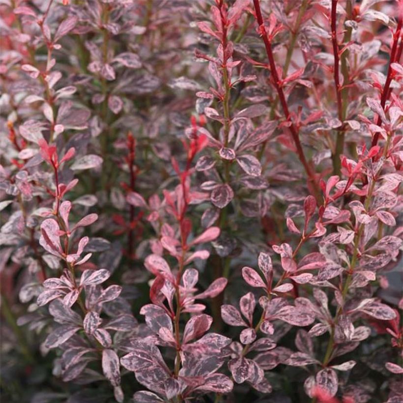 Agracejo japonés - Berberis thunbergii Rosy Rocket (Follaje)