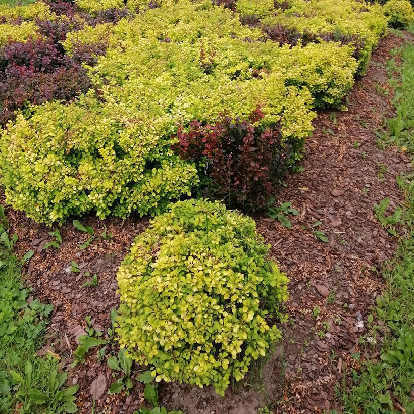 Agracejo japonés - Berberis thunbergii Tiny Gold (Porte)