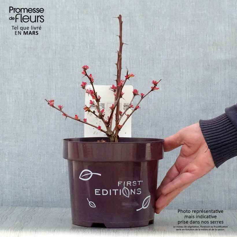 Agracejo japonés - Berberis thunbergii Toscana Maceta 2L/3LAltura de entrega aprox. 40/60cm Ejemplar entregado en la primavera